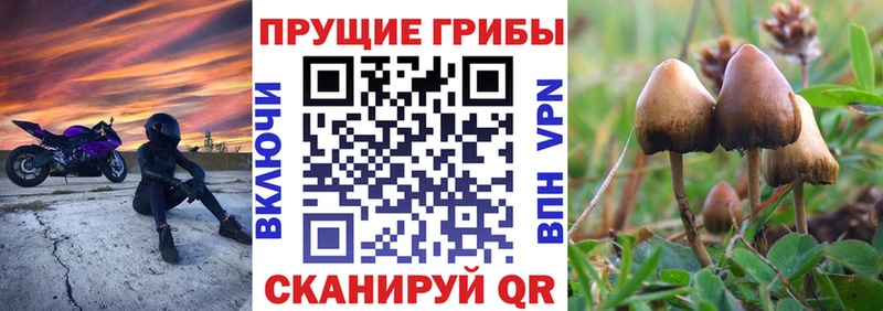 наркота  Жуковский  Галлюциногенные грибы Cubensis 